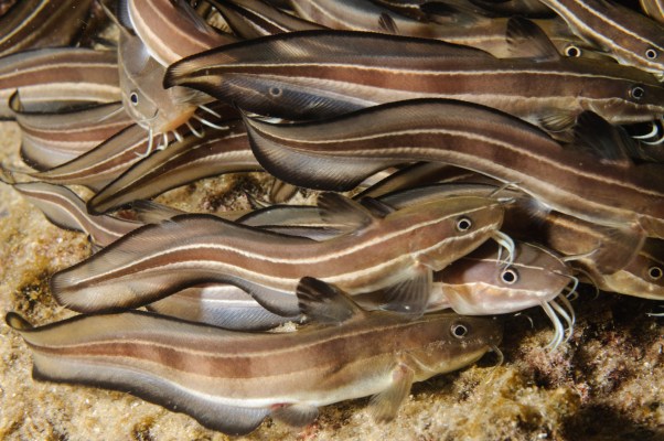 Striped eel catfish (Plotosus lineatus) - invasive marine species