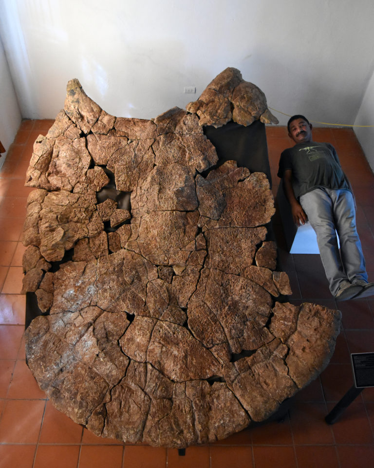 Huge Shells of an Extinct Giant Turtle Species found in Venezuela and ...