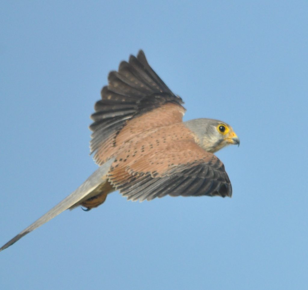 Common Kestrel (Falco tinnunculus) בז מצוי, זכר