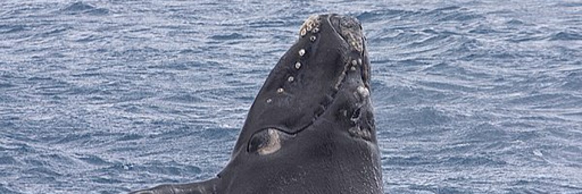 512px-Southern_Right_Whale_(Eubalaena_australis)_(16358018502)
