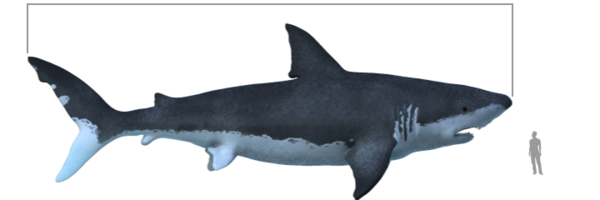 Carcharodon_megalodon_size_compasison_with_man