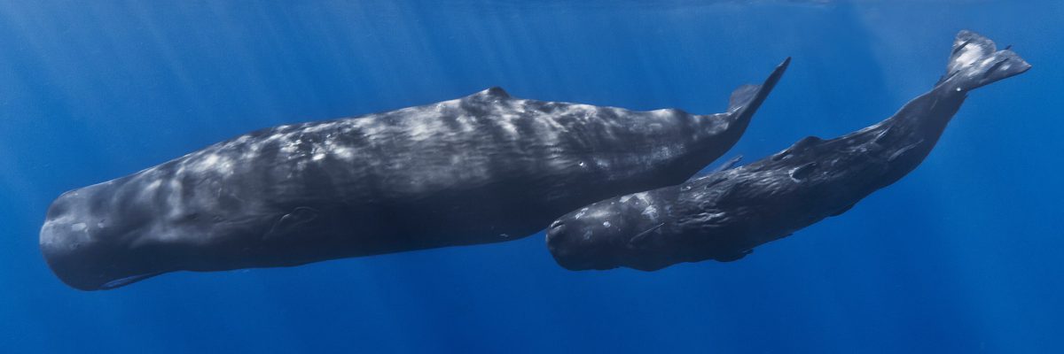 Mother_and_baby_sperm_whale