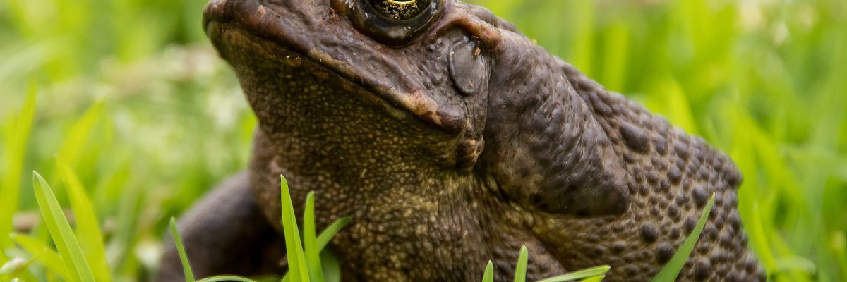 cane-toad-g1f215ebbe_1920
