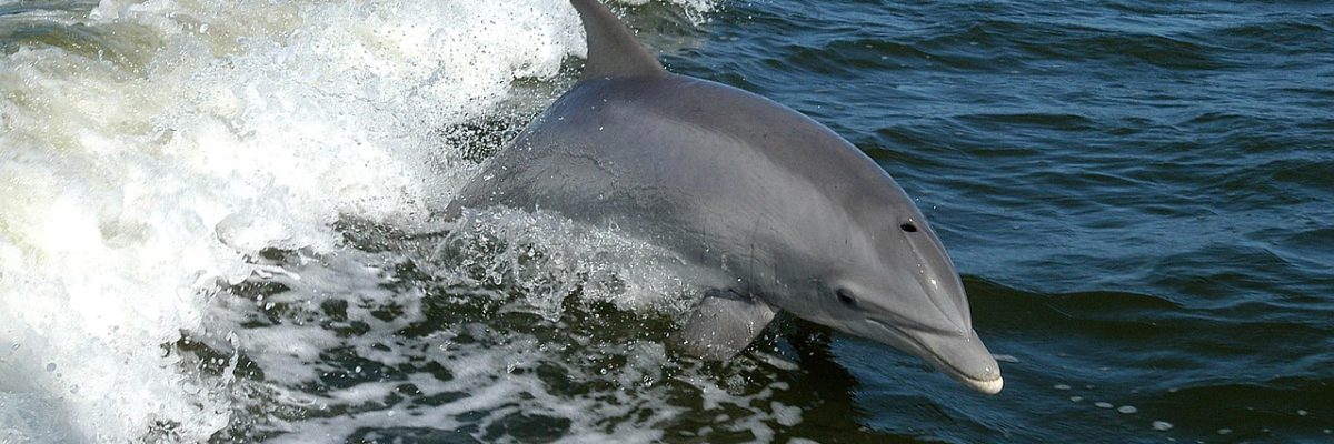 dolphin-386744_1280