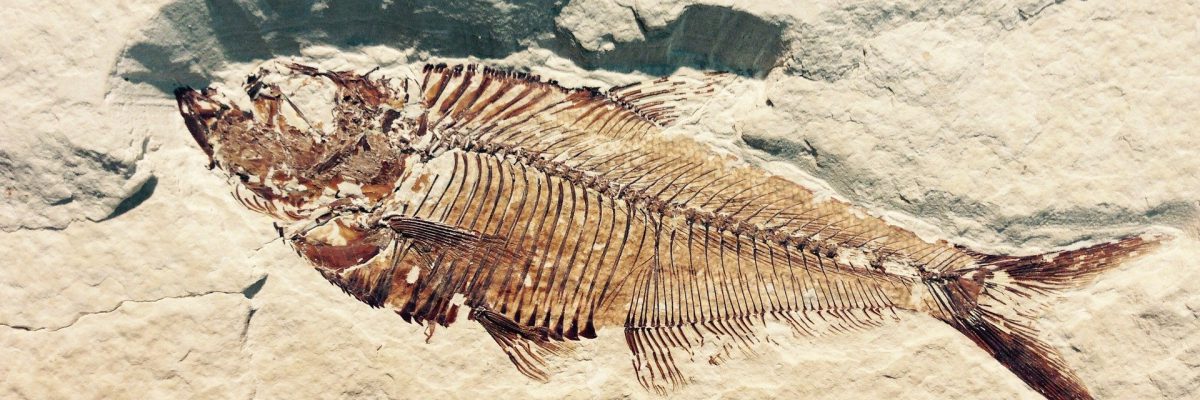 fossil-g0545e4843_1920