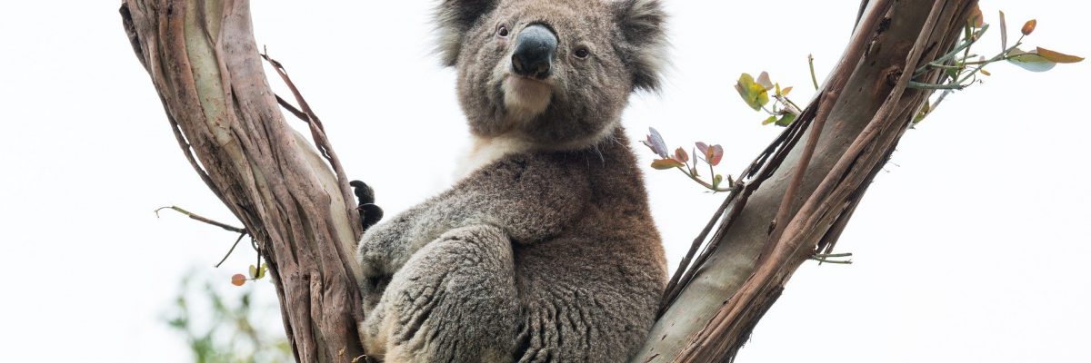 koala-4749060_1920