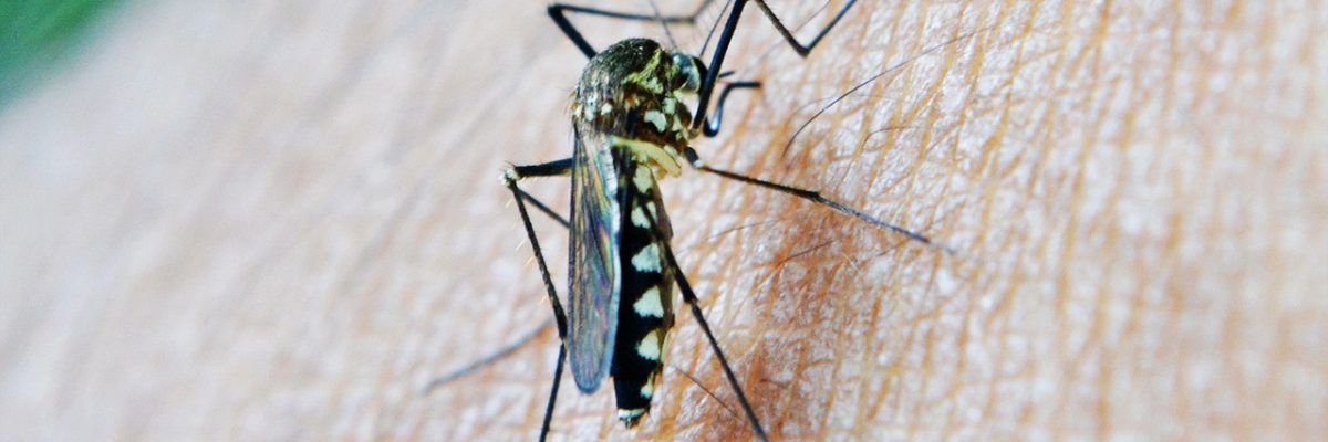mosquito-g6f28f98c3_1280