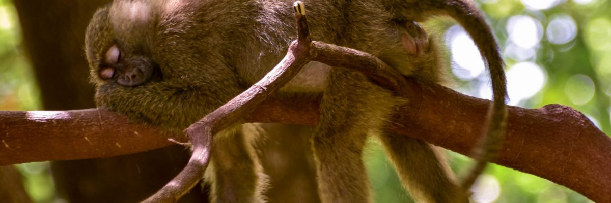 selective-focus-photography-of-sleeping-monkey-on-branch-1636016