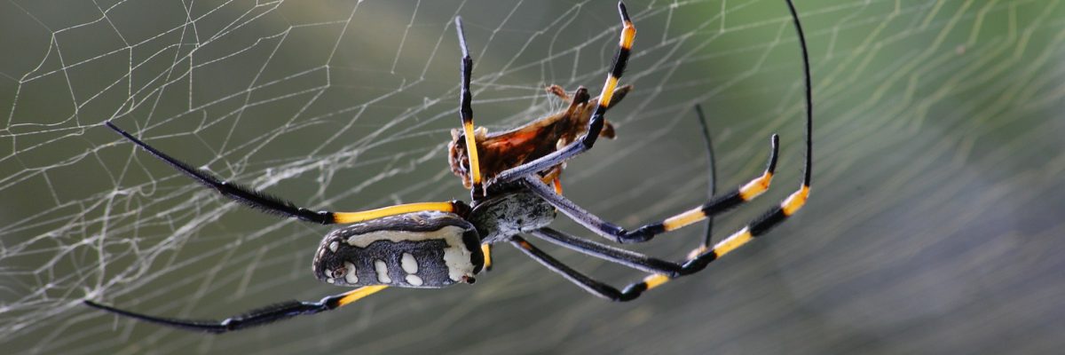 spider-g0c79e7e6a_1920